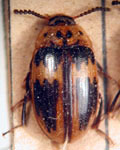 Epopterus sp. 1