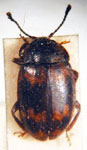 Epopterus undulatus