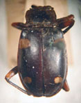 Eumorphus quadrinotatus