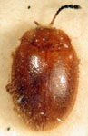 Stenotarsus cfr. elongatus