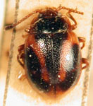 Stenotarsus longulus