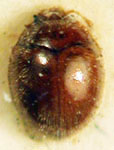 Stenotarsus minimus