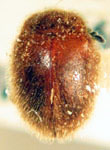 Stenotarsus sp. 1