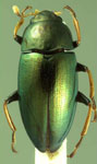  Altisessor viridis