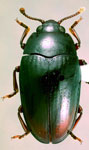 Antillengis brunnipes