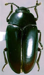 Antillengis epochthidius