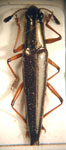 Brasilanguria flavipes