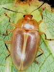 Ellipticus sp. B