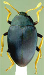  Epytus cyaneus