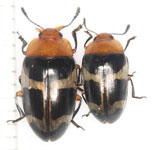 Erotylidae sp. C