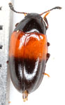 Erotylidae sp. E