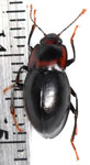 Erotylidae sp. F