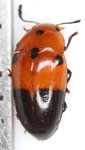 Erotylidae sp. G