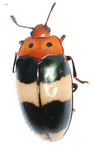 Erotylidae sp. I