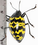 Erotylidae sp. J