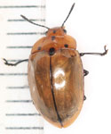 Erotylidae sp. K