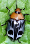 Erotylidae sp. N