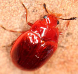 Erotylidae sp. O