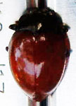 Erotylidae sp. Q