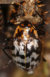 Erotylidae sp. S