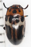 Erotylidae sp. U