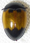  Erotylidae sp. Pe2 