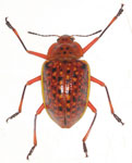 Erotylina maculiventris