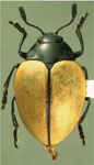  Iphiclus (Neoogaster) suturalis