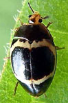 Iphiclus circulus