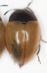 Iphiclus sp. A