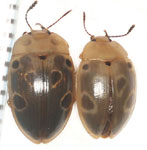 Iphiclus sp. B