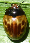  Iphiclus sp Pe 