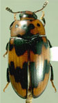  Ischyrus quadripunctatus quadripunctatus