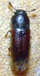 Languriinae sp. A