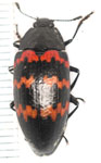 Megischyrus sp. A