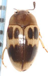 Mycotretus lepidus