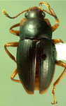  Notaepytus cyanoros