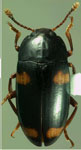  Notaepytus cyclosignatus