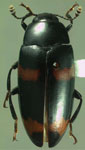  Notaepytus elongatus