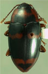  Notaepytus ignotensis