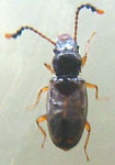 Charaphloeus sp 1