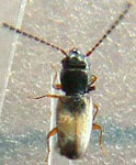 Phloeolaemus sp 1