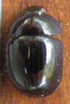 Phalacridae sp. 1