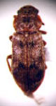  Ericmodes fuscitarsis