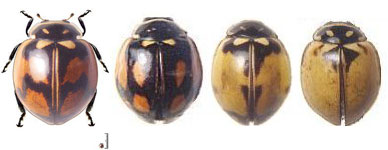 Adalia angulifera