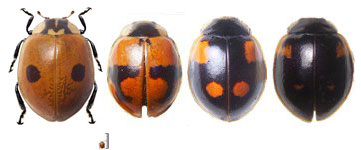 Adalia bipunctata