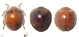 Adira obscurocincta