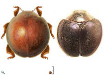  Anovia sp. 1