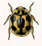 Brachyacantha lepida