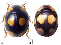 Brachiacantha bistripustulata